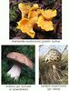 polish_mushrooms.jpg