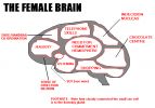 female_brain.gif