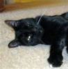 Black cat..jpg