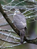 Female--Sparrowhawk.jpg